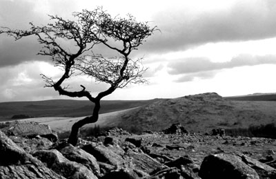Tree At Leather Tor, Dartmoor.